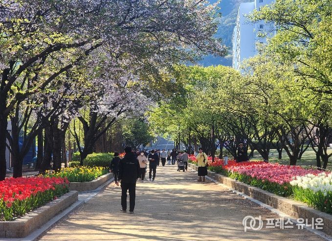 연지공원·대청·율하천은 지금 튤립 세상