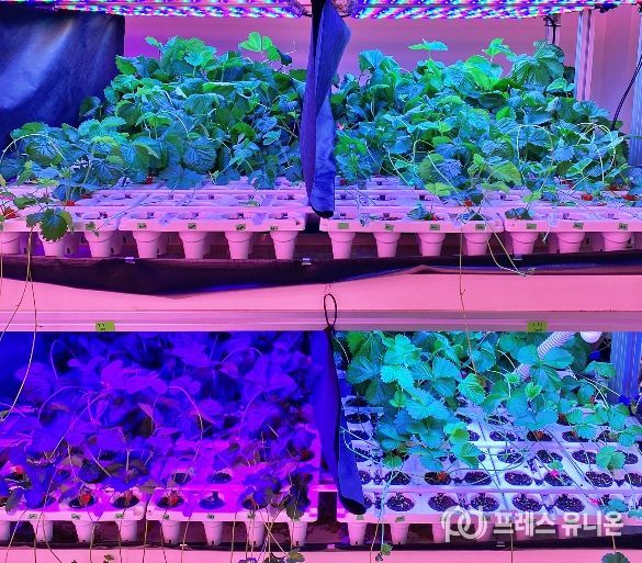 충북농기원, LED 다단재배 장치 특허 등록