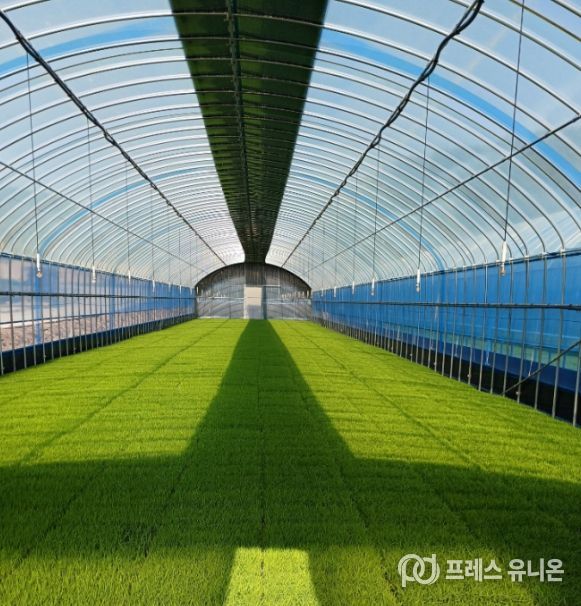 진안군, 벼 안전육묘 관리 강화