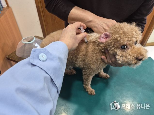 전주시, 봄철 반려견 광견병 예방접종 지원