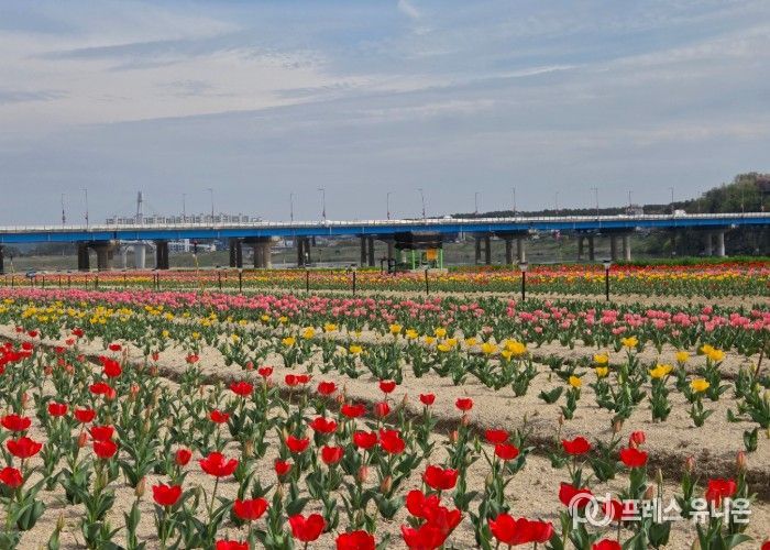 여주시민공원 아름다운 튤립, 주말 만개 기대
