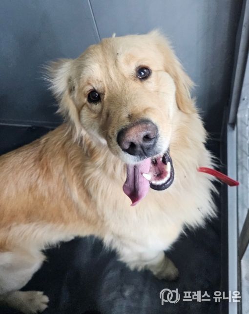 안성시, 유기동물 임시보호 및 긴급치료 지원사업 추진